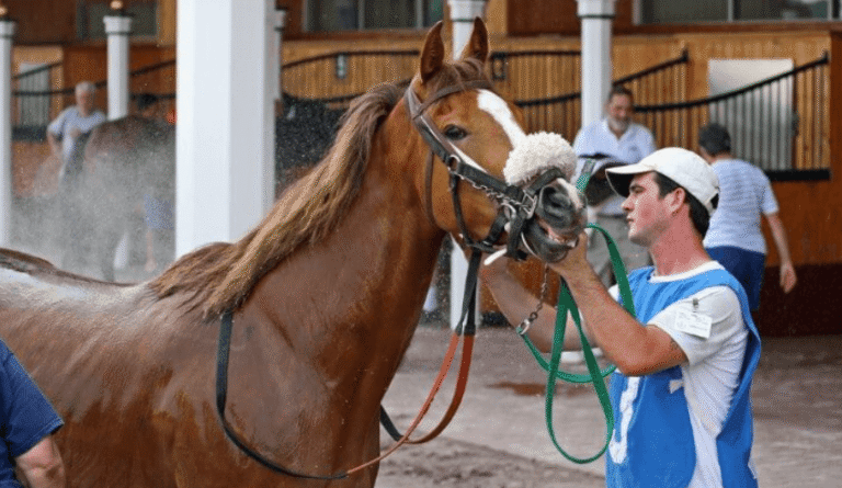 The Role of Horse Racing Trainers in Developing Winners
